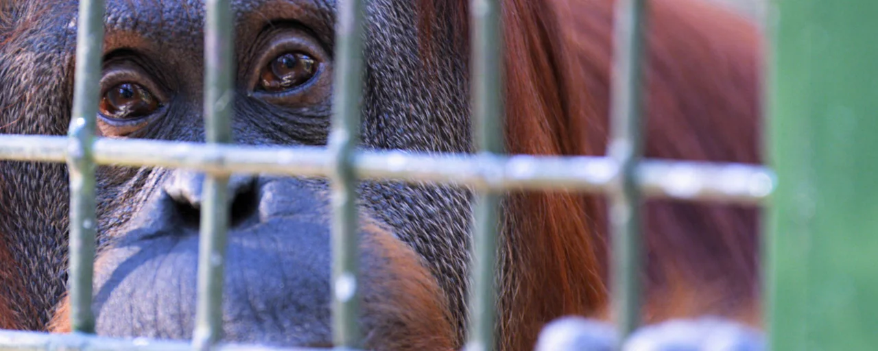 Primer plano de una orangutana detrás de una malla metálica, en una imagen de Sandra, The Primate Citizen.